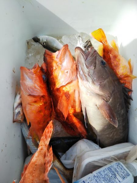 ジギング釣り果